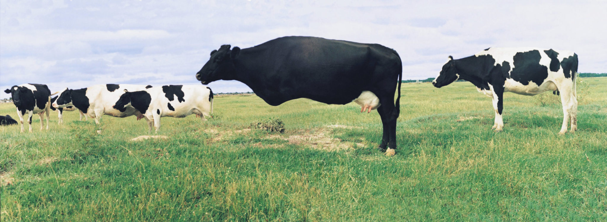 A Vaca Dissimulada