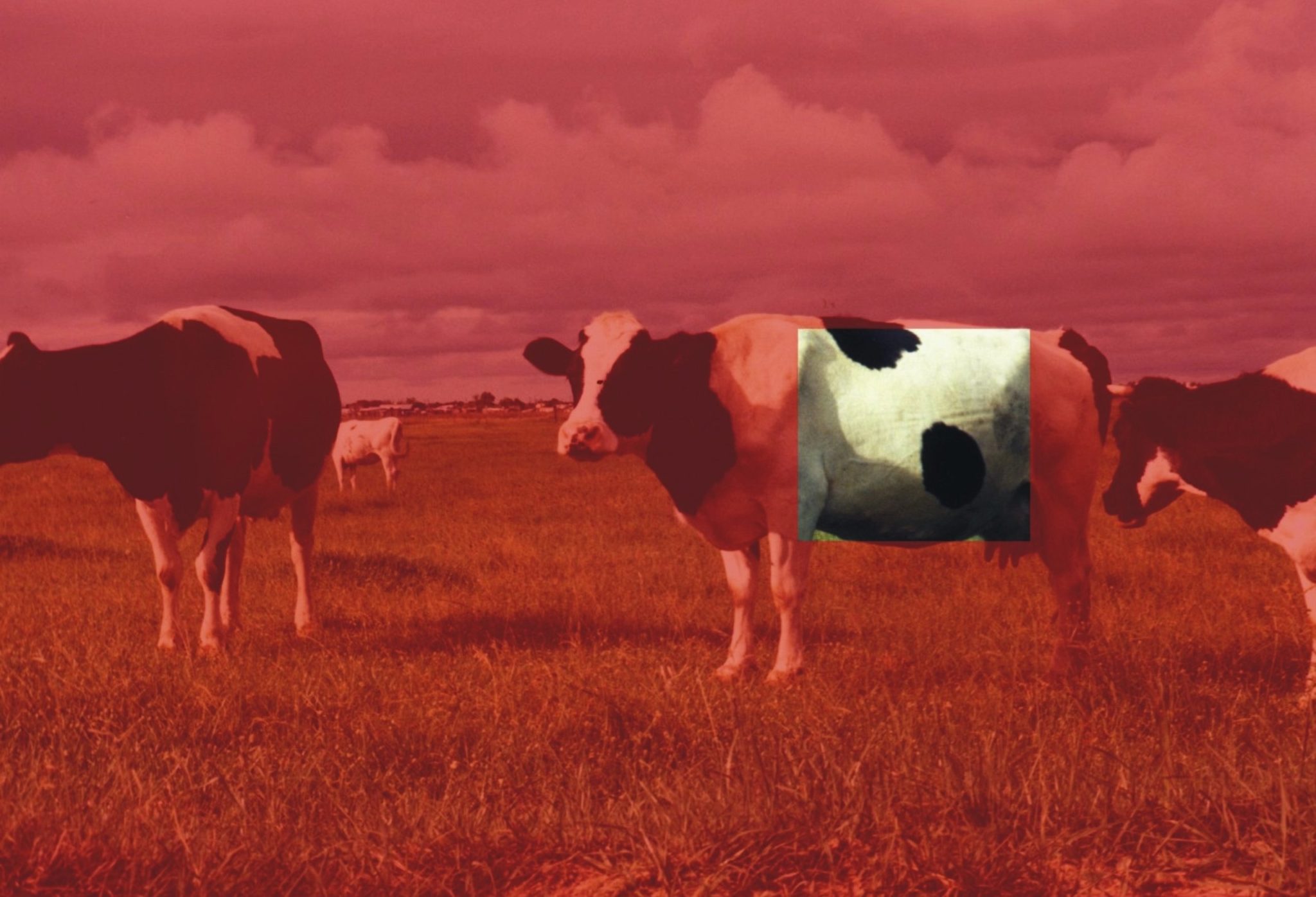 Redcow