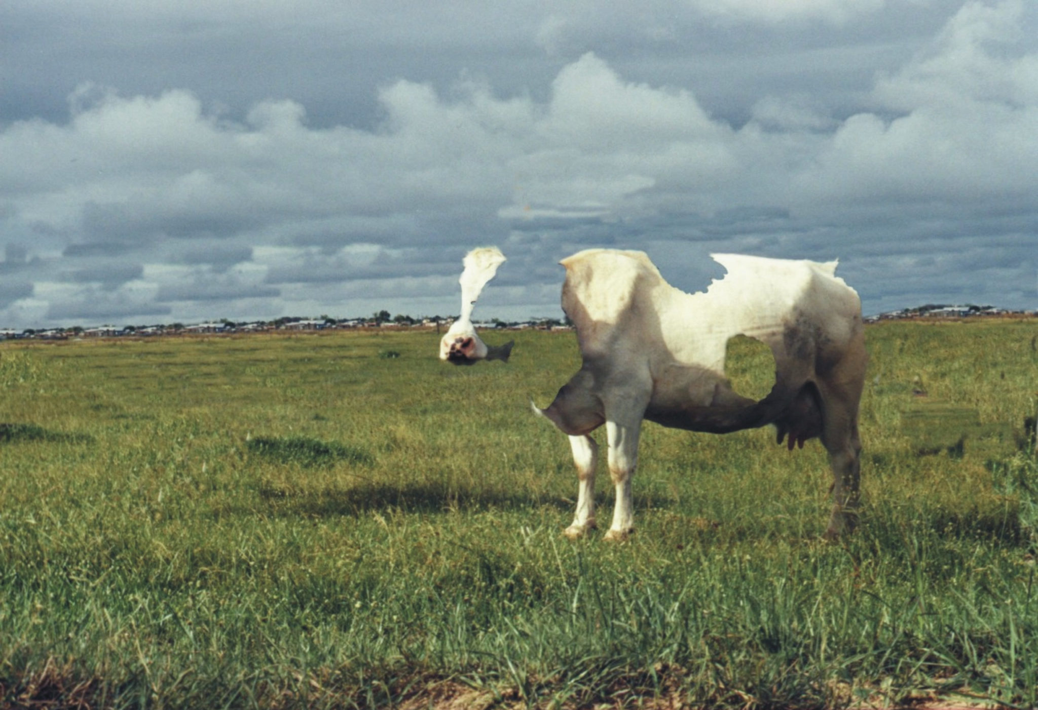 Empty Cow