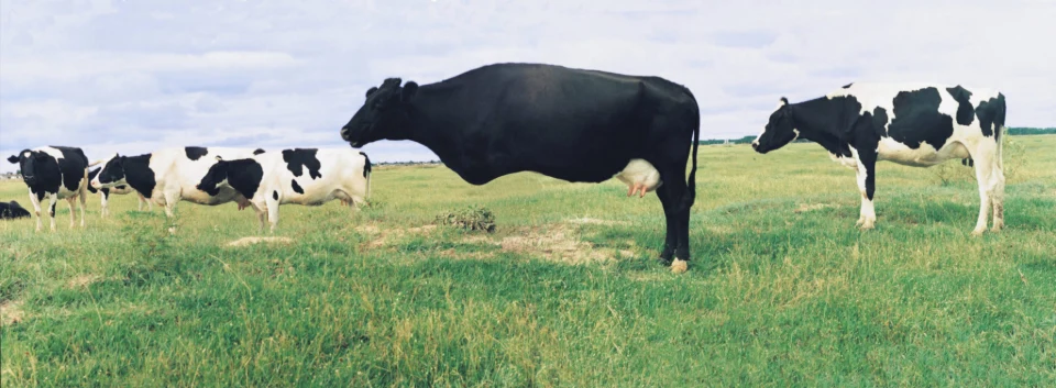 A Vaca Dissimulada