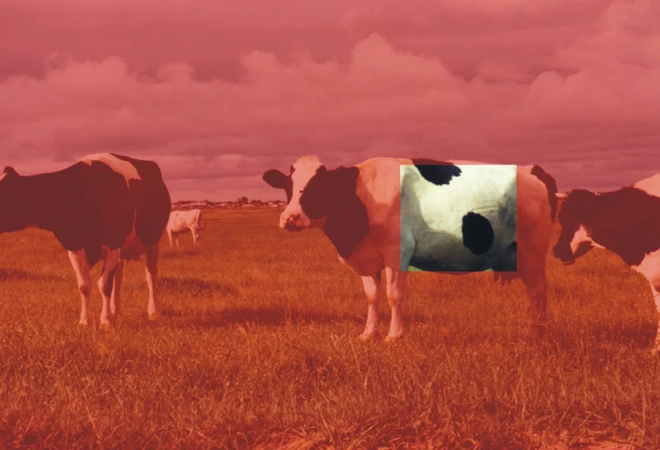 Redcow