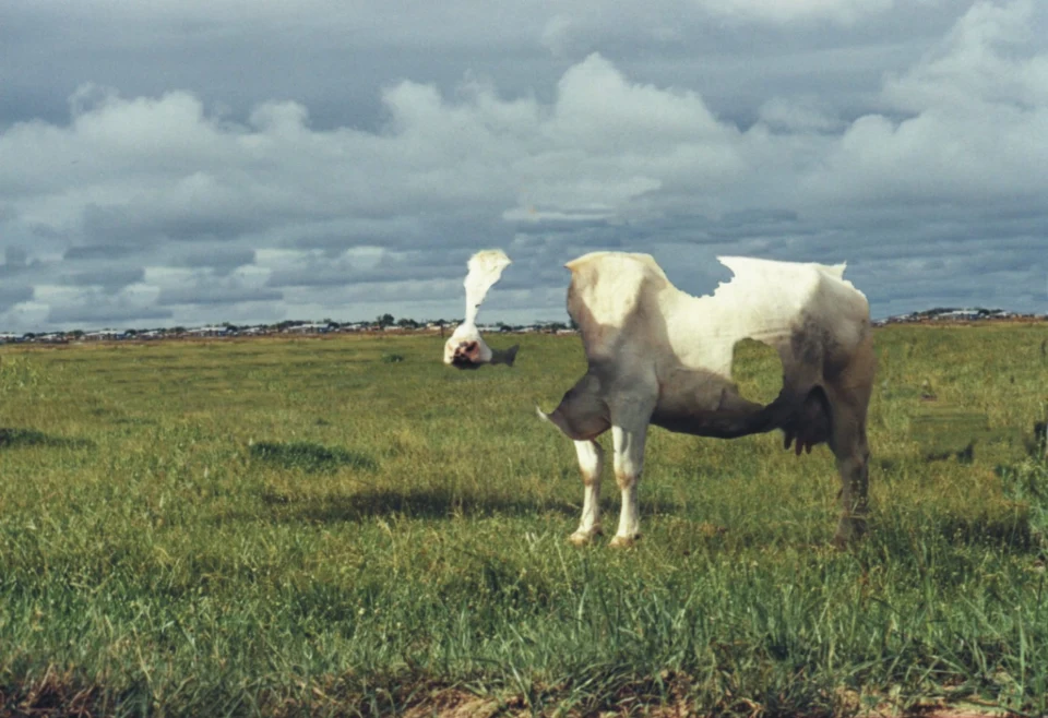 Empty Cow